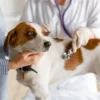 Plano de saúde para pets vêm facilitando o acesso dos animais e tutores a serviços veterinários com custos mais baixos