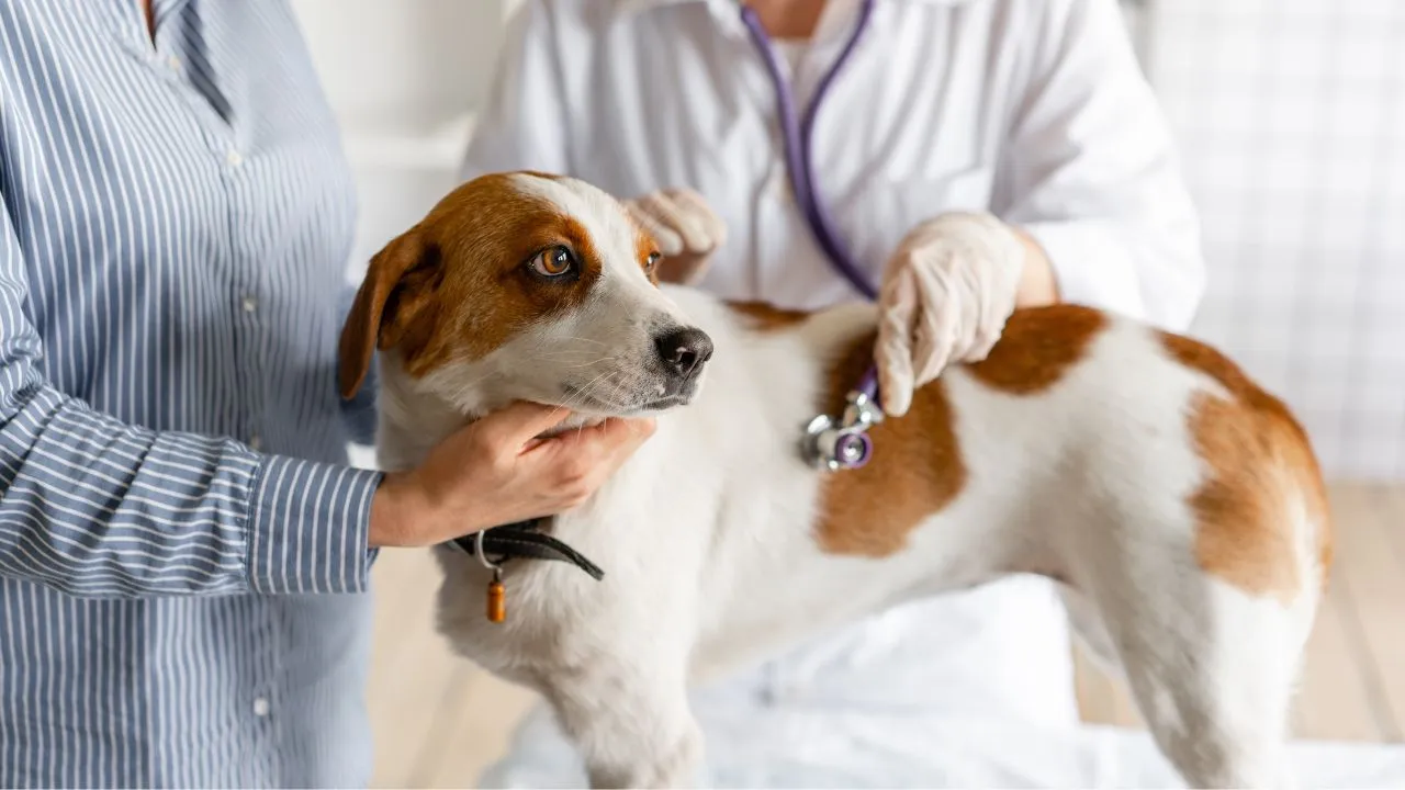 Plano de saúde para pets vêm facilitando o acesso dos animais e tutores a serviços veterinários com custos mais baixos