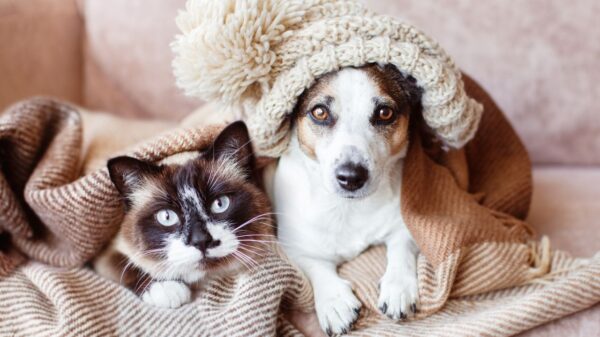 Veja como montar a rotina dos pets para o seu bem-estar