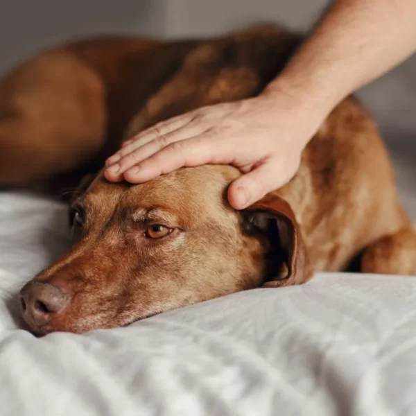 Veja as principais zoonoses que afetam os pets
