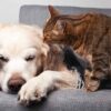 Saiba mais sobre os problemas de articulação dos pets no inverno