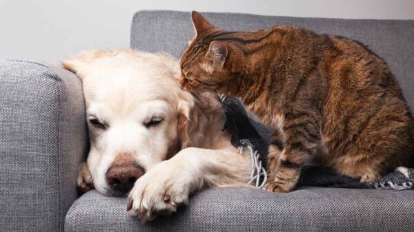 Saiba mais sobre os problemas de articulação dos pets no inverno