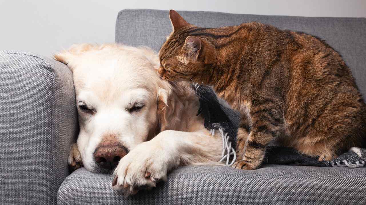 Saiba mais sobre os problemas de articulação dos pets no inverno