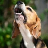 Mudanças de comportamento, como agitação, tremores ou até lambedura excessiva podem indicar que o pet está sofrendo de estresse