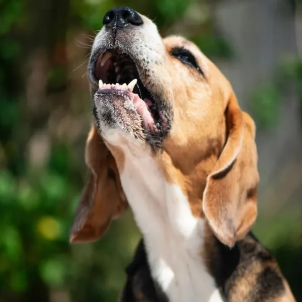 Mudanças de comportamento, como agitação, tremores ou até lambedura excessiva podem indicar que o pet está sofrendo de estresse