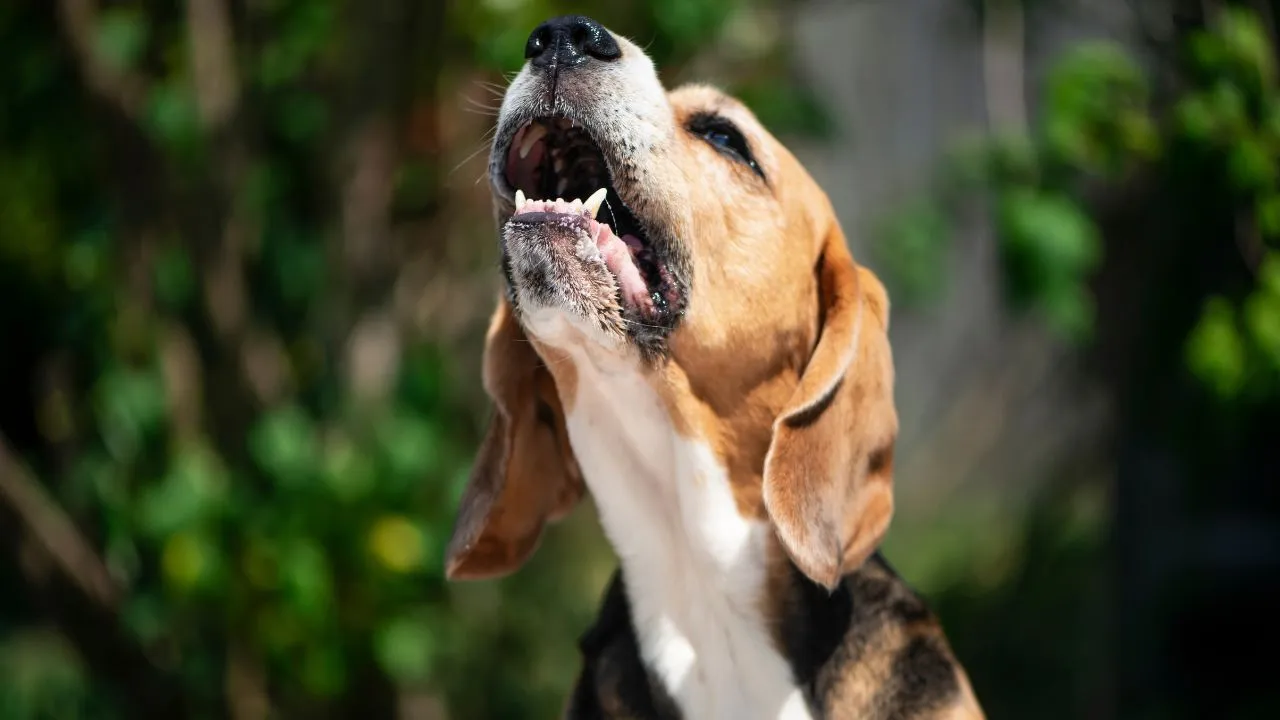 Mudanças de comportamento, como agitação, tremores ou até lambedura excessiva podem indicar que o pet está sofrendo de estresse