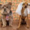 Confira quais medidas adotar para garantir a tranquilidade de cães e gatos durante o período das comemorações juninas