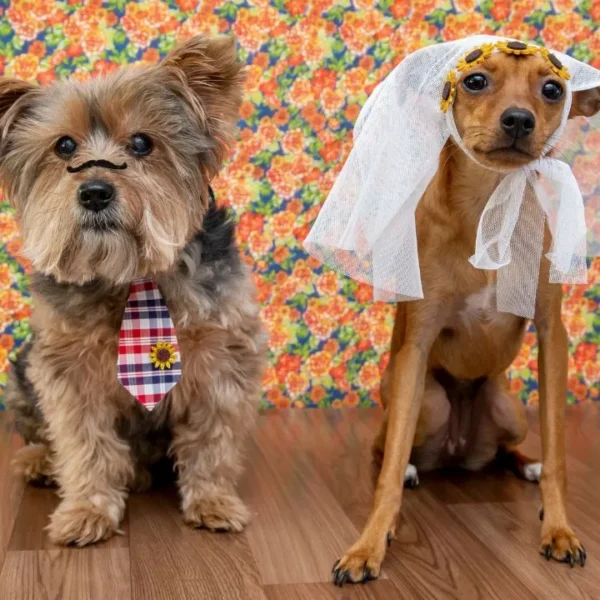 Confira quais medidas adotar para garantir a tranquilidade de cães e gatos durante o período das comemorações juninas