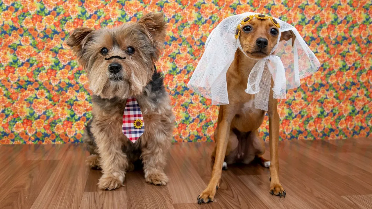 Confira quais medidas adotar para garantir a tranquilidade de cães e gatos durante o período das comemorações juninas