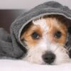 Frente fria e pets: saiba como cuidar dos bichinhos