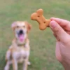 Quando oferecidos de forma consciente e equilibrada, os petiscos podem ser grandes aliados na rotina dos cães