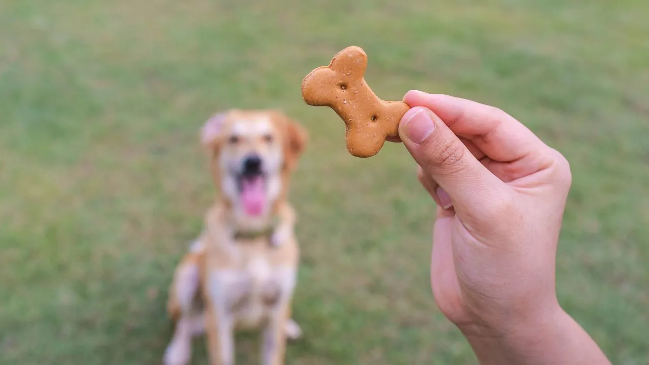 Quando oferecidos de forma consciente e equilibrada, os petiscos podem ser grandes aliados na rotina dos cães