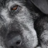 O Alzheimer em cães impacta significativamente a qualidade de vida do pet. Saiba como identificar e manejar os sintomas