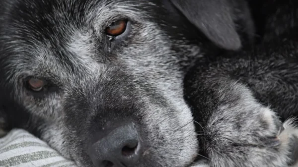 O Alzheimer em cães impacta significativamente a qualidade de vida do pet. Saiba como identificar e manejar os sintomas