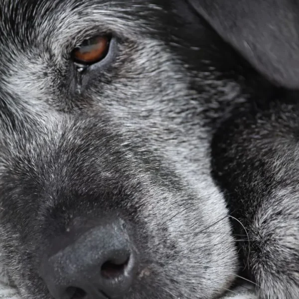 O Alzheimer em cães impacta significativamente a qualidade de vida do pet. Saiba como identificar e manejar os sintomas