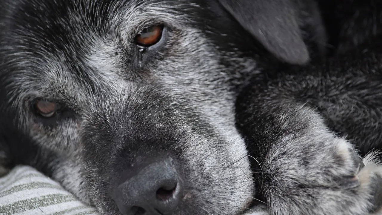 O Alzheimer em cães impacta significativamente a qualidade de vida do pet. Saiba como identificar e manejar os sintomas