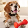 Brincadeiras adaptadas à sua idade ajudam a promover a saúde e melhorar o bem-estar dos pets idosos