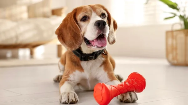 Brincadeiras adaptadas à sua idade ajudam a promover a saúde e melhorar o bem-estar dos pets idosos