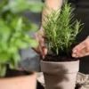 Confira os principais cuidados para garantir a saúde e beleza das suas plantas durante o período de baixas temperaturas