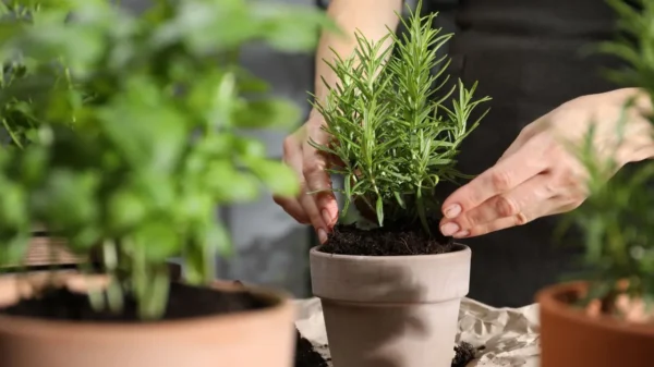 Confira os principais cuidados para garantir a saúde e beleza das suas plantas durante o período de baixas temperaturas