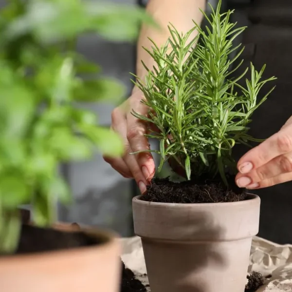 Confira os principais cuidados para garantir a saúde e beleza das suas plantas durante o período de baixas temperaturas