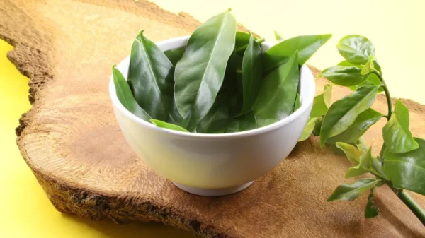 As PANCs, plantas alimentícias não convencionais, são alternativa para diversificar o cardápio. Veja os cuidados para cultivar em casa