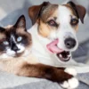 Medidas simples ajudam cães e gatos a passarem por períodos de transição de forma mais tranquila
