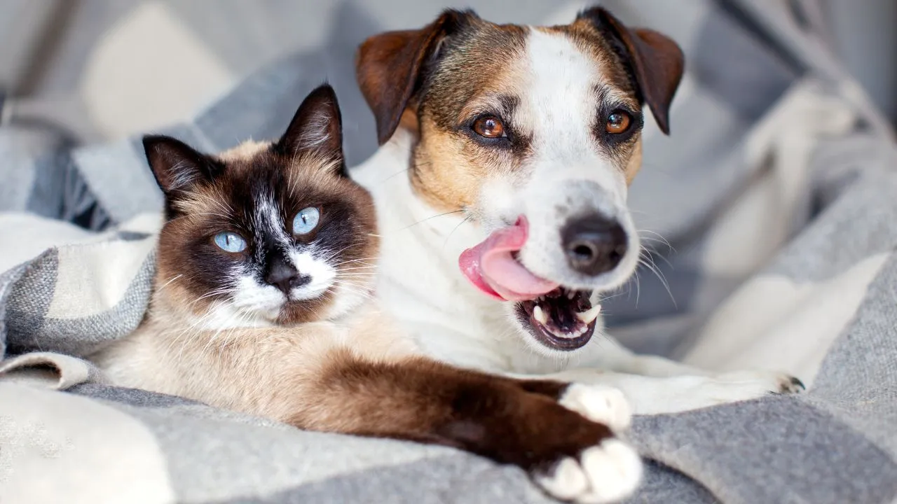 Medidas simples ajudam cães e gatos a passarem por períodos de transição de forma mais tranquila