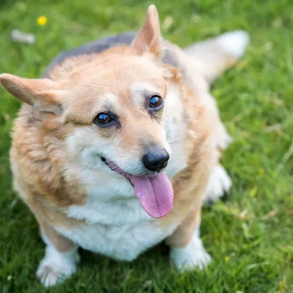 A obesidade pode gerar sérios problemas para a saúde dos pets. Veja cuidados para garantir o bem-estar de cães e gatos