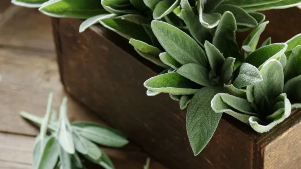 O uso de algumas plantas medicinais pode auxiliar no controle dos sintomas de alergias comuns de inverno