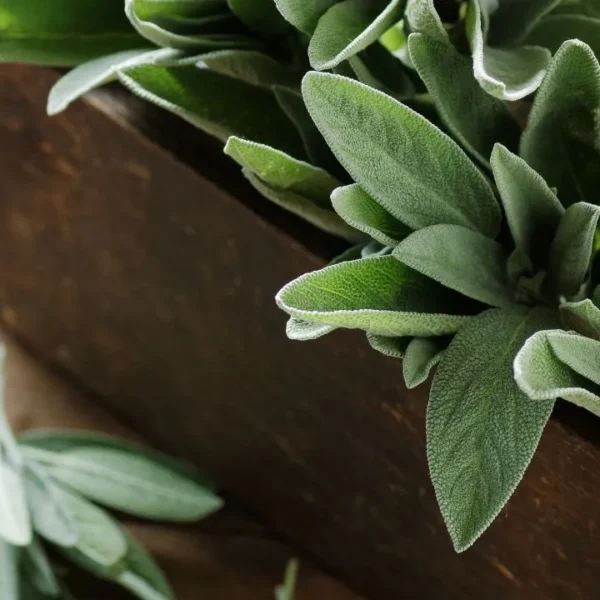 O uso de algumas plantas medicinais pode auxiliar no controle dos sintomas de alergias comuns de inverno