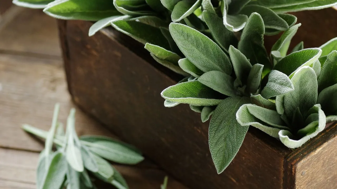 O uso de algumas plantas medicinais pode auxiliar no controle dos sintomas de alergias comuns de inverno