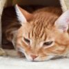 Saiba mais sobre a saúde intestinal dos gatos