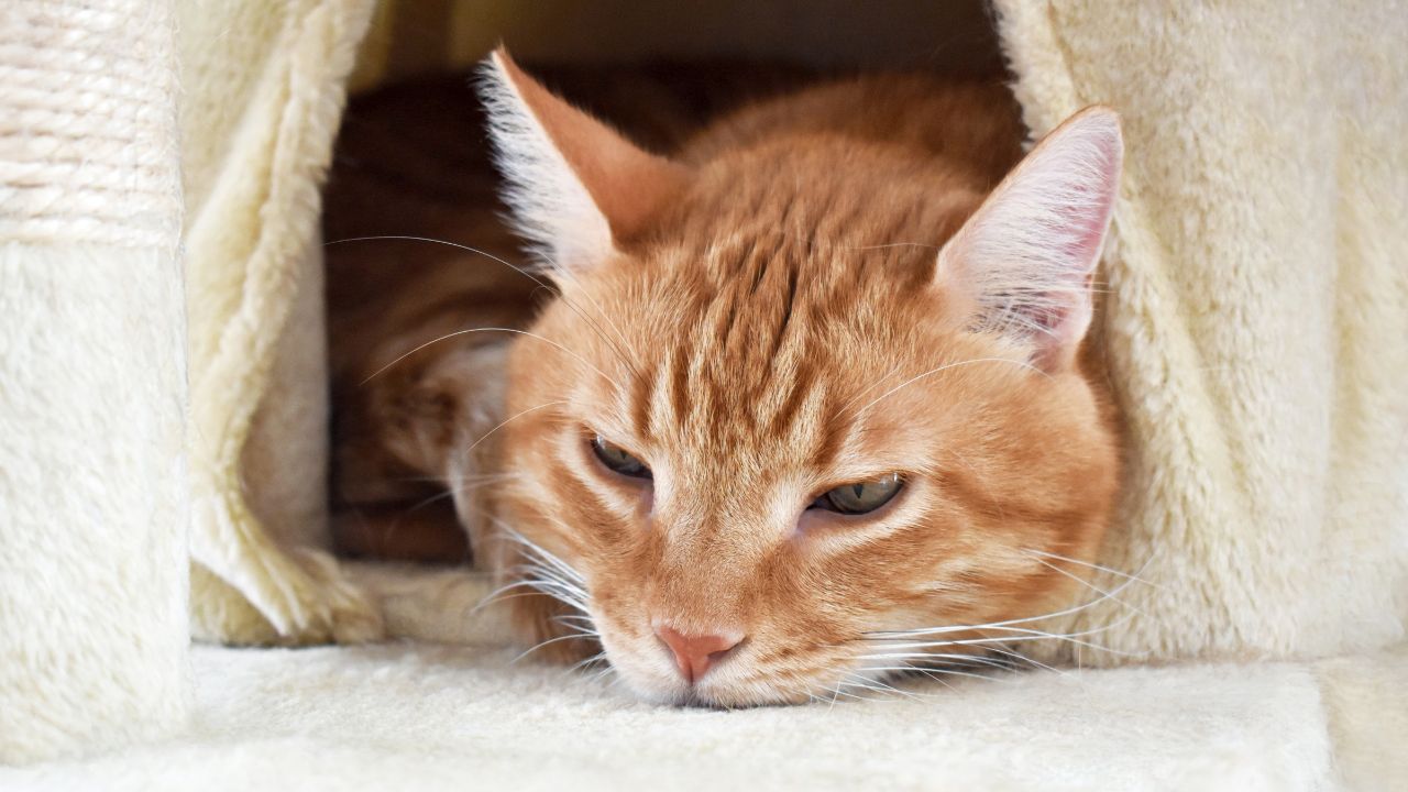 Saiba mais sobre a saúde intestinal dos gatos