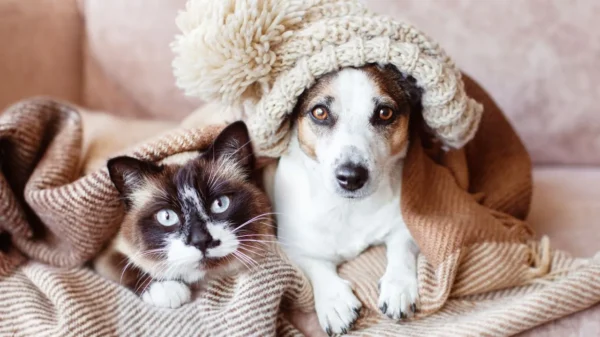 Vacinação, hidratação e passeios planejados e hidratação constante são alguns cuidados importantes para garantir a saúde dos pets no inverno