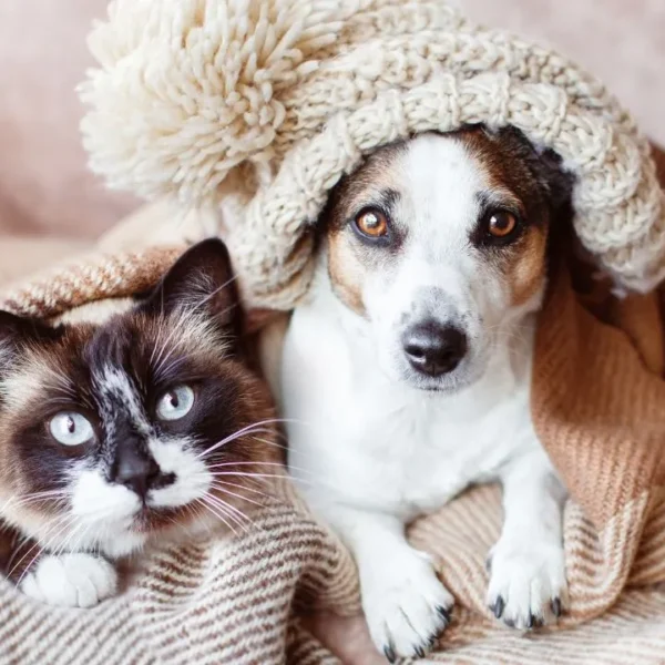 Vacinação, hidratação e passeios planejados e hidratação constante são alguns cuidados importantes para garantir a saúde dos pets no inverno