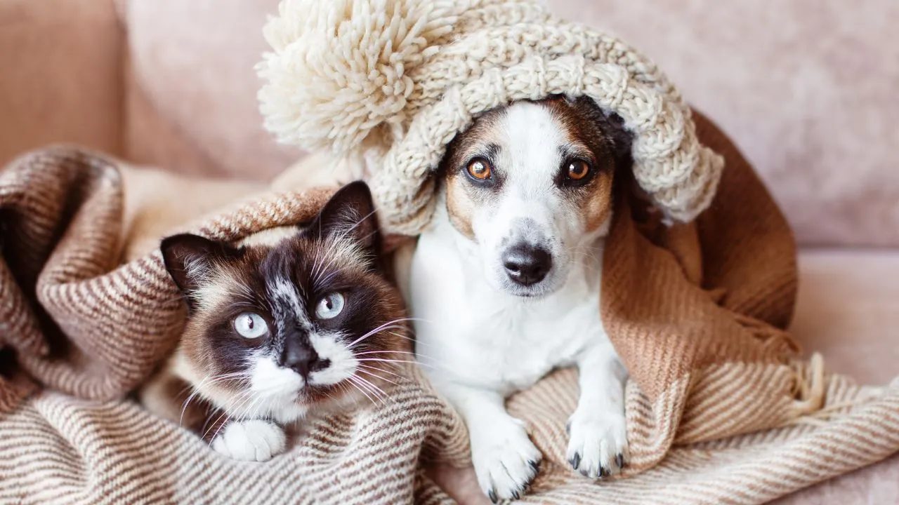 Vacinação, hidratação e passeios planejados e hidratação constante são alguns cuidados importantes para garantir a saúde dos pets no inverno