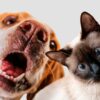 imagem de pets