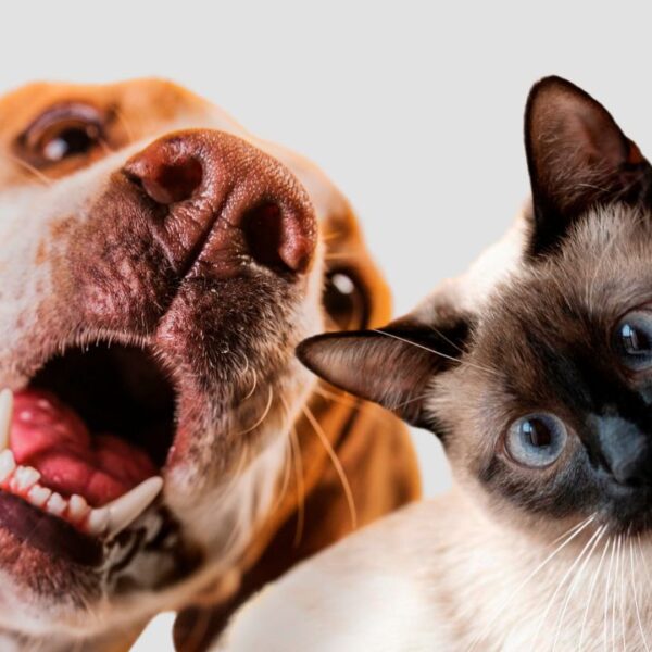 imagem de pets