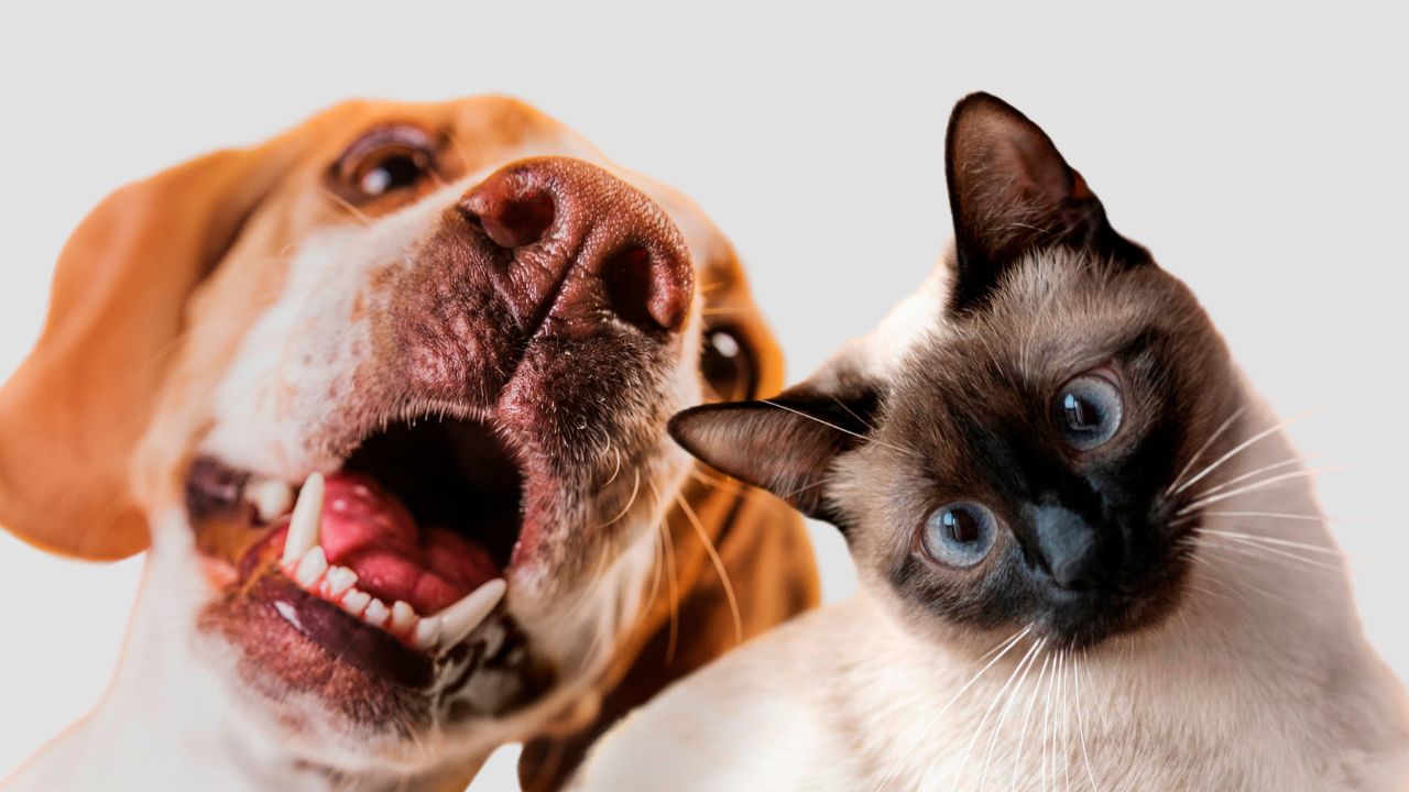 imagem de pets